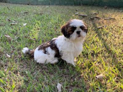 FILHOTES DE SHIH TZ CRIADOS POR MDICA VETERINRIA