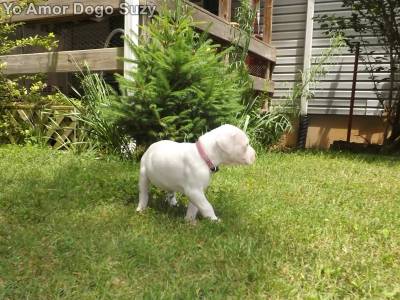 Dogue Argentino