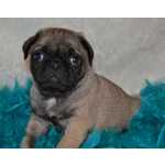 Pug Carlin Fmea