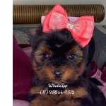 yorkshire Terrier F�mea Baby Face