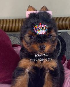 yorkshire Terrier Fêmea Baby Face