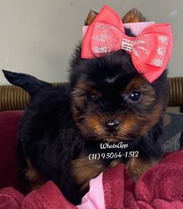 yorkshire Terrier Fêmea Baby Face