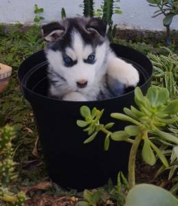 Husky Siberiano e Registro de Pedigree