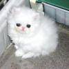 Gatinhos Persa Branco