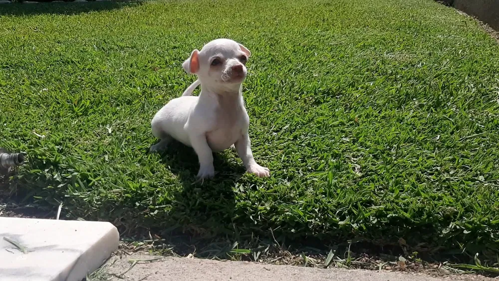 Chihuahua Macho Puro branco