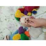 Spitz Alemo lulu da pomerania Macho creme RJ