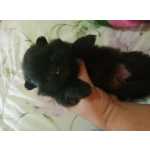 Spitz Alemo lulu da pomerania macho preto RJ