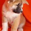 Akita Cachorros Disponveis