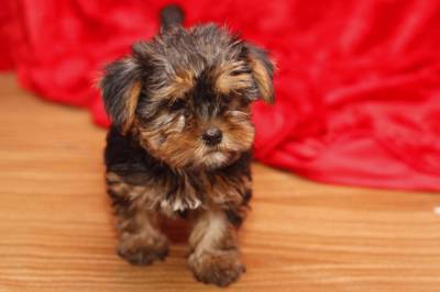 Yorkshire Terrier Fmeas