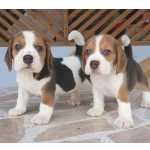 Beagles cachorros