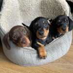 Dachshund miniatura  cachorros