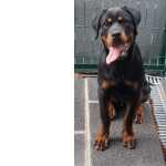 Cachorro Rottweiler com seis meses