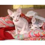 Macho e Fmea gatinho Sphynx