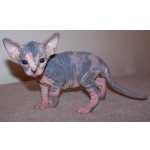 Esfinge Gatinho