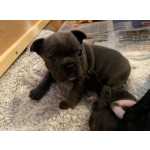 buldogue francs cachorros acessvel agora