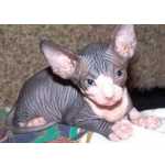 Esfinge    Gatinho