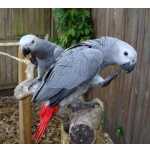 Cinza Africano Papagaios Dispon�vel