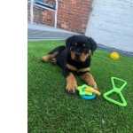 Rottweiler cachorros acessvel agora