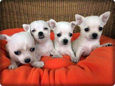 Chihuahua cachorros acessvel amor