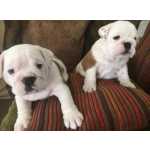 Bulldog ingls cachorros acessvel amor