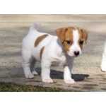 Jack Russell terrier cachorros acess�vel amor