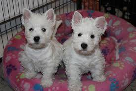 West Highland White cachorros acessvel amor