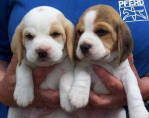 Beagle cachorros acessível amor