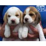 Beagle cachorros acess�vel amor