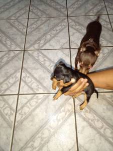 Pinscher femea