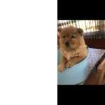 Chow chow macho