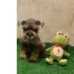 Schnauzer fmea