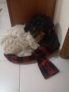 Shih tzu femea procura namorado
