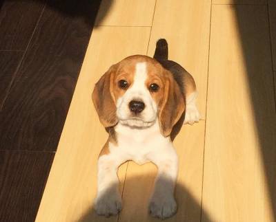 Beagle filhote pronta entrega lindos com pedigree