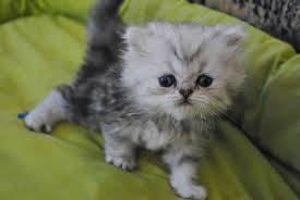 gatitos persa