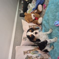 CAVALIER KING CHARLES SPANIEL COM REGISTO NO CPC CRIADORA REGISTADA 