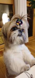 Shih tzu Fmea procura macho para acasalamento