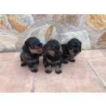 Cachorros teckel mini pelo duro