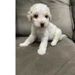 Poodle toy lindos filhotes disponveis canil Enchantress