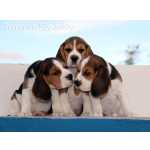 Beagles - Cachorros disponveis        