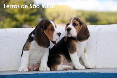 Beagles - Cachorros disponíveis