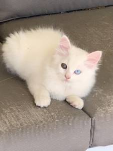 Gatito blanco ojos dispares