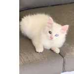 Gatito blanco ojos dispares