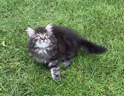 Gatito persa brown Tabby