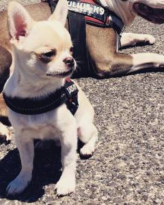 Chihuahua com LOP