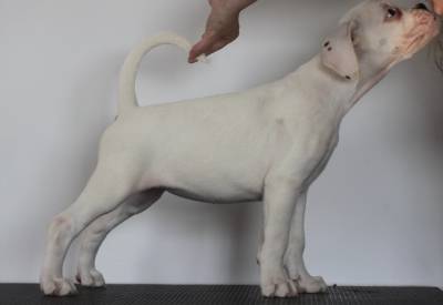 Cachorros Boxer Branco disponíveis