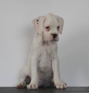 Cachorros Boxer Branco disponveis