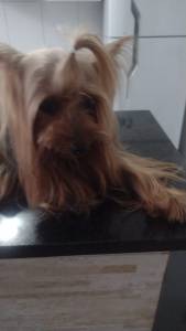 Yorkshire Terrier macho para cruza