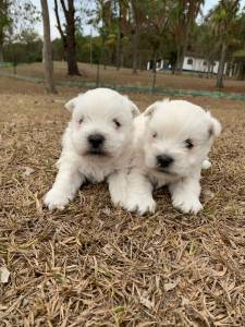 WEST O CACHORRINHO DO IG FILHOTES DISPONVEIS CRIAO RESPONSVEL