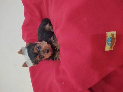 Yorkshire Terrier Fmea mini