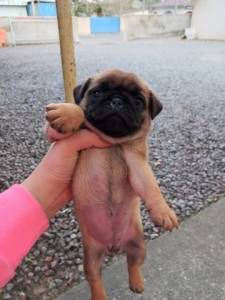 Filhotes de Pug